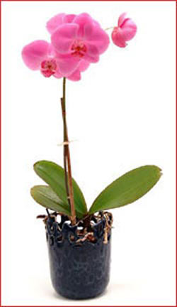  Hediye iek internetten iek sat  Phalaenopsis Orchid Plant