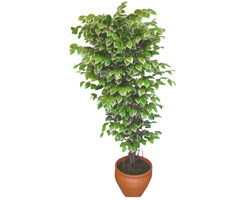 Ficus zel Starlight 1,75 cm   Hediye iek iek gnderme 
