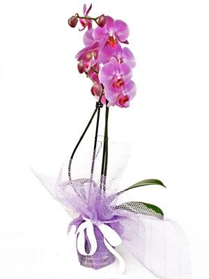  Hediye iek ucuz iek gnder  Kaliteli ithal saksida orkide