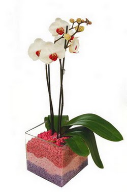  Hediye iek iek sat  tek dal cam yada mika vazo ierisinde orkide