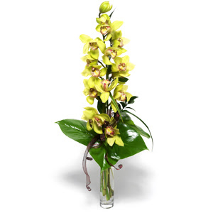  Hediye iek 14 ubat sevgililer gn iek  1 dal orkide iegi - cam vazo ierisinde -