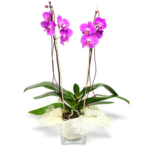  Hediye iek iek online iek siparii  Cam yada mika vazo ierisinde  1 kk orkide