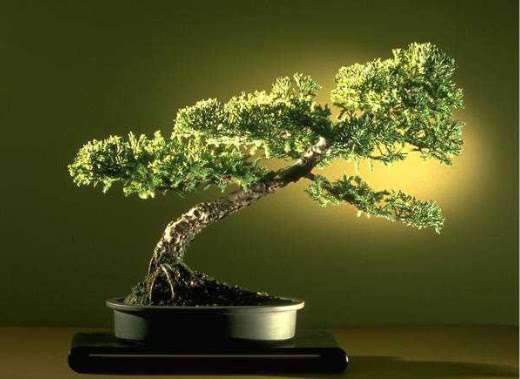 ithal bonsai saksi iegi  Hediye iek gvenli kaliteli hzl iek 