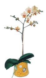  Hediye iek iek yolla  Phalaenopsis Orkide ithal kalite