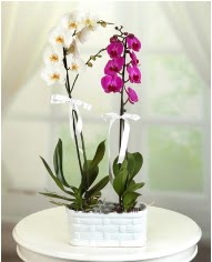 1 dal beyaz 1 dal mor yerli orkide saksda  Hediye iek iek siparii sitesi 
