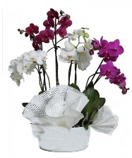 4 dal mor orkide 2 dal beyaz orkide  Hediye iek ucuz iek gnder 