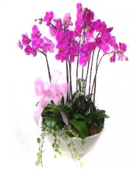 9 dal orkide saks iei  Hediye iek internetten iek siparii 