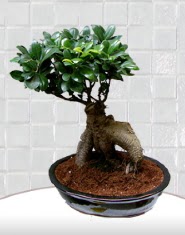 saks iei japon aac bonsai  Hediye iek iekiler 