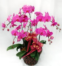 6 Dall mor orkide iei  Hediye iek ucuz iek gnder 