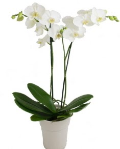 2 dall beyaz orkide  Hediye iek iek sat 