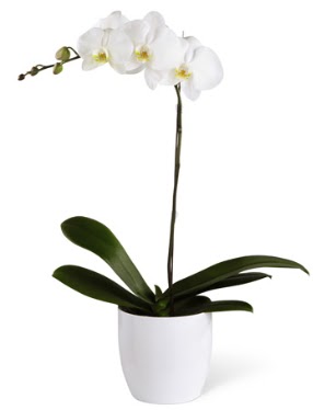 1 dall beyaz orkide  Hediye iek iek , ieki , iekilik 