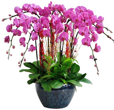 9 dall mor orkide  Hediye iek iek , ieki , iekilik 