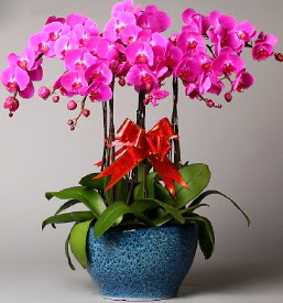 7 dall mor orkide  Hediye iek ieki maazas 