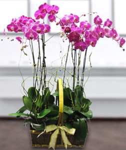 4 dall mor orkide  Hediye iek internetten iek siparii 