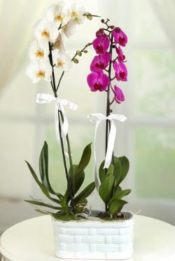 1 mor 1 dal beyaz thal orkide sepet ierisinde  Hediye iek internetten iek sat 