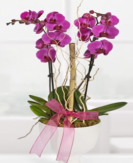 2 dall nmor orkide  Hediye iek ucuz iek gnder 