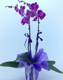 2 dall mor orkide  Hediye iek iekiler 