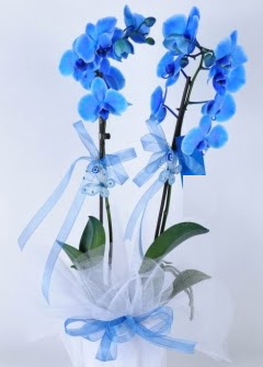 2 dall mavi orkide  Hediye iek online ieki , iek siparii 