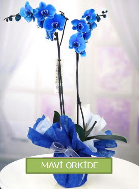 2 dallı mavi orkide  Hediye Çiçek çiçek yolla , çiçek gönder , çiçekçi  