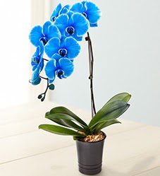 1 dall sper esiz mavi orkide  Hediye iek internetten iek sat 