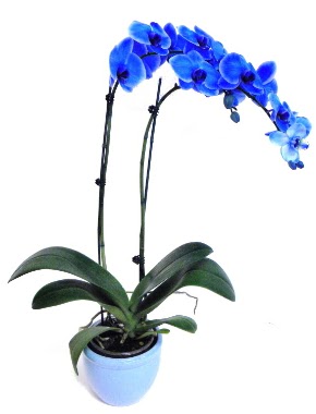 Seramikli 2 dall sper esiz mavi orkide  Hediye iek iek siparii sitesi 