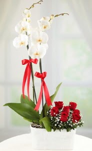 2 dall beyaz orkide ve 7 krmz gl  Hediye iek kaliteli taze ve ucuz iekler 