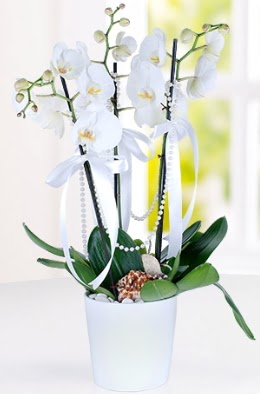 3 dall beyaz orkide  Hediye iek 14 ubat sevgililer gn iek 
