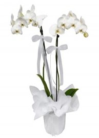 2 dall beyaz orkide  Hediye iek internetten iek siparii 