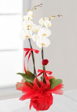 2 dall beyaz orkide ve 1 adet krmz gl  Hediye iek ucuz iek gnder 