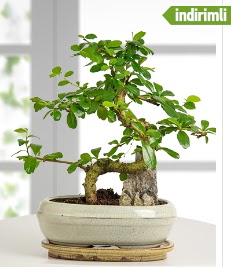 S eklinde ithal gerek bonsai japon aac  Hediye iek online ieki , iek siparii 
