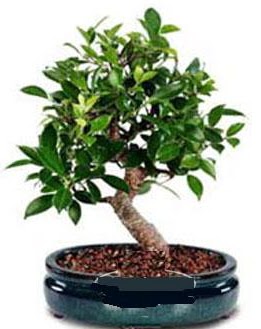 5 yanda japon aac bonsai bitkisi  Hediye iek ucuz iek gnder 