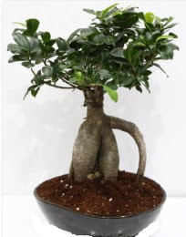 5 yanda japon aac bonsai bitkisi  Hediye iek online ieki , iek siparii 