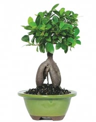 5 yanda japon aac bonsai bitkisi  Hediye iek iek gnderme 