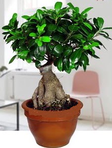 5 yanda japon aac bonsai bitkisi  Hediye iek iek yolla 