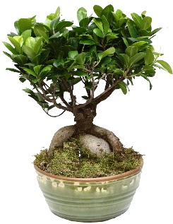 Japon aac bonsai saks bitkisi  Hediye iek cicekciler , cicek siparisi 