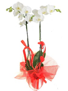 2 dall beyaz orkide bitkisi  Hediye iek iek sat 