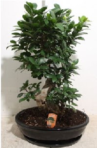 75 CM Ginseng bonsai Japon aac  Hediye iek kaliteli taze ve ucuz iekler 