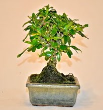 Zelco bonsai saks bitkisi  Hediye iek iek siparii sitesi 