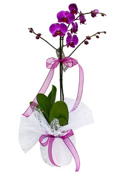 Tek dall mor orkide  Hediye iek hediye sevgilime hediye iek 