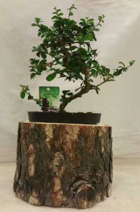 Doal ktk iinde bonsai japon aac  Hediye iek cicekciler , cicek siparisi 