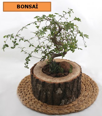 Doal aa ktk ierisinde bonsai bitkisi  Hediye iek uluslararas iek gnderme 