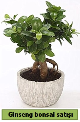 Ginseng bonsai japon aac sat  Hediye iek hediye sevgilime hediye iek 