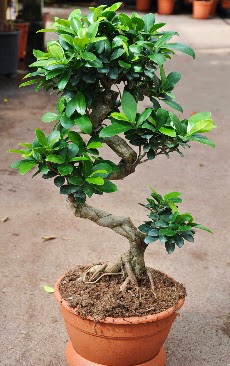Orta boy bonsai saks bitkisi  Hediye iek nternetten iek siparii 