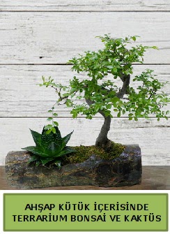 Ahap ktk bonsai kakts teraryum  Hediye iek nternetten iek siparii 