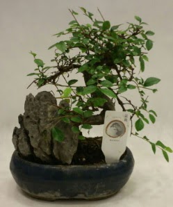 thal 1.ci kalite bonsai japon aac  Hediye iek iek online iek siparii 