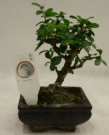 Kk minyatr bonsai japon aac  Hediye iek anneler gn iek yolla 
