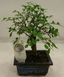Minyatr ithal japon aac bonsai bitkisi  Hediye iek iek online iek siparii 