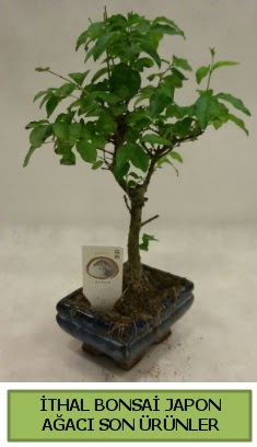 thal bonsai japon aac bitkisi  Hediye iek hediye iek yolla 