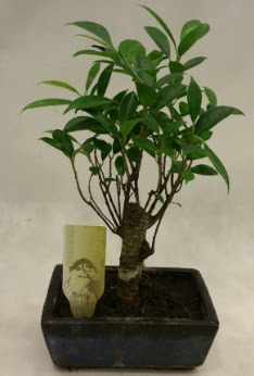 Japon aac bonsai bitkisi sat  Hediye iek hediye sevgilime hediye iek 