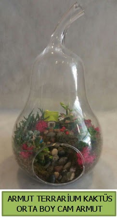 Cam Armut terrarium 5 kaktüs  Hediye Çiçek anneler günü çiçek yolla 